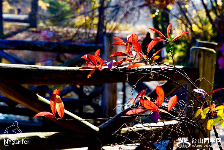 DSC_31726.jpg