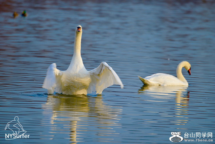 DSC_41302.jpg