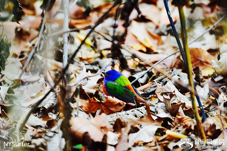 DSC_51366.jpg