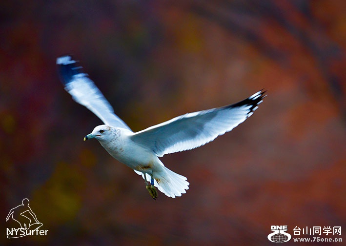DSC_41248.jpg