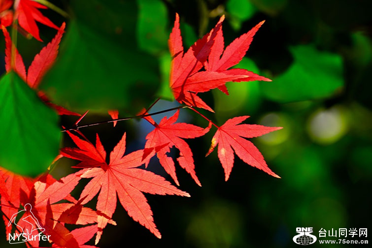 DSC_31757.jpg