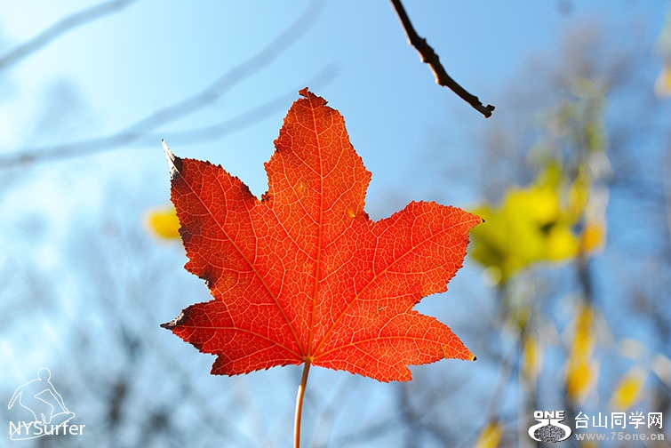 DSC_31667.jpg