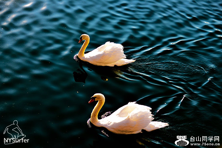 DSC_31286.jpg