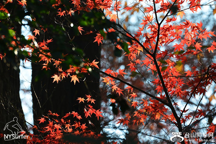 DSC_31751.jpg