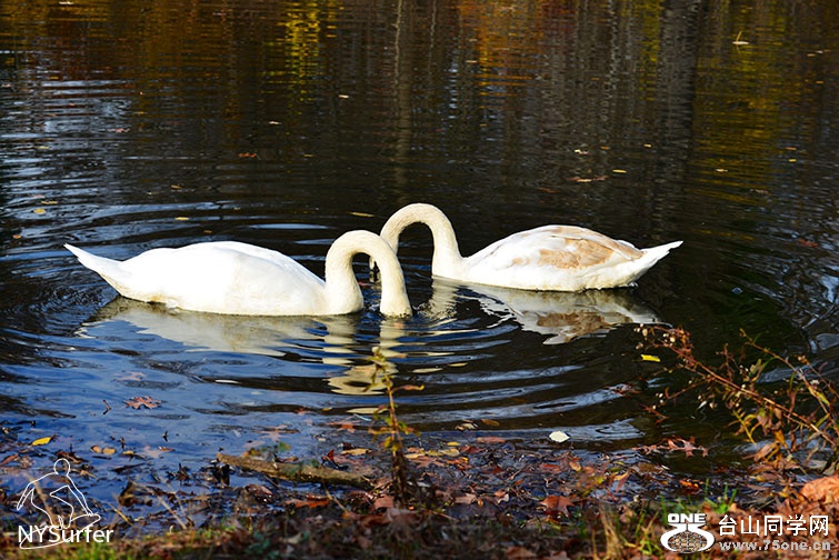 DSC_31962.jpg