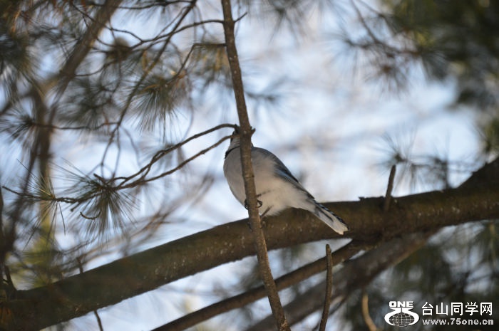 DSC_0385.jpg