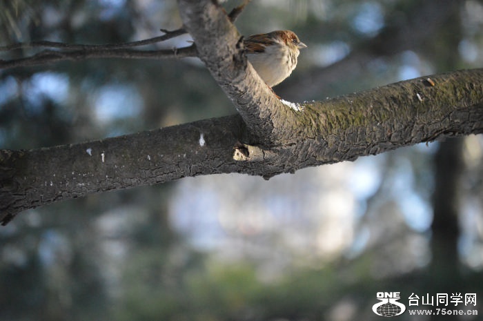 DSC_0387.jpg