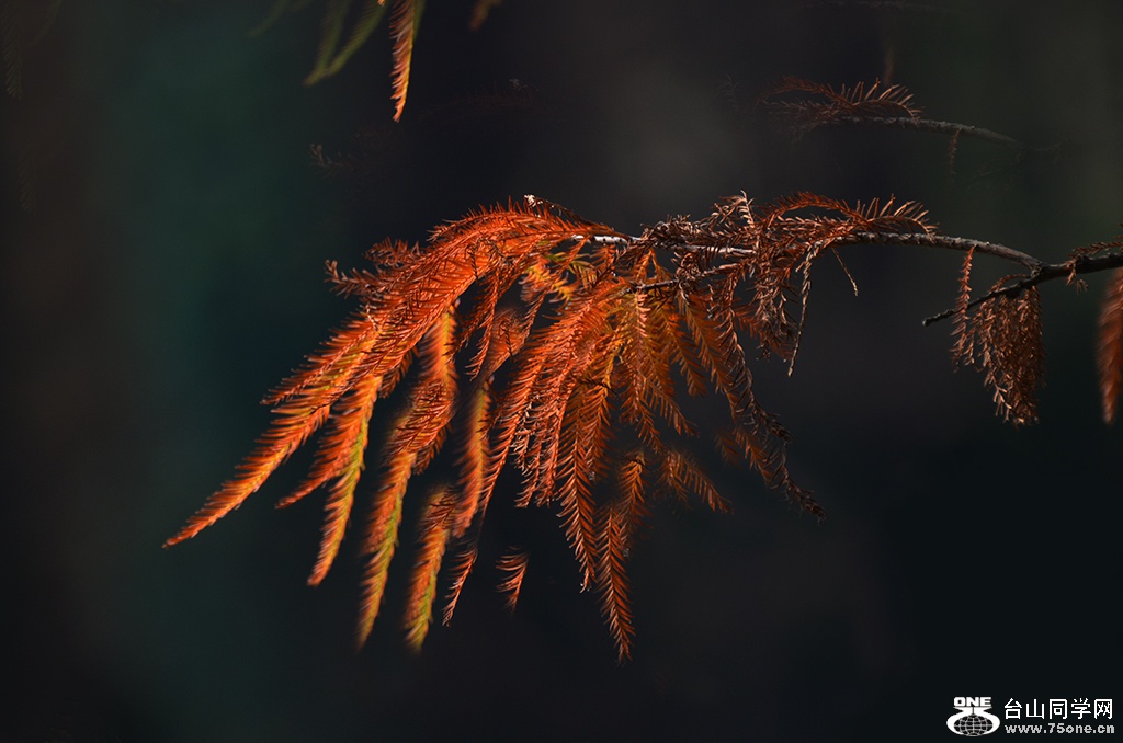 DSC_0214.jpg