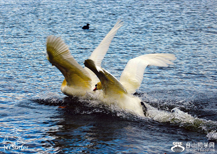 DSC_51054.jpg