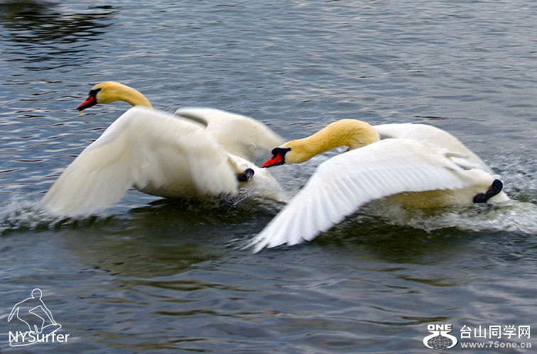 DSC_51052.jpg