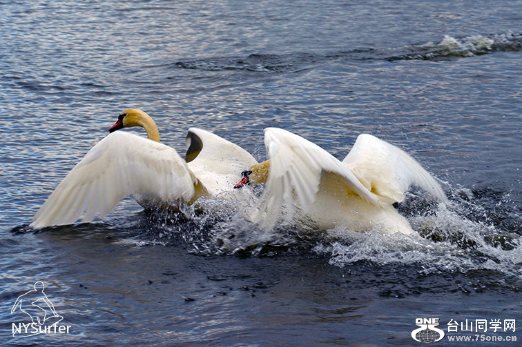 DSC_51053.jpg