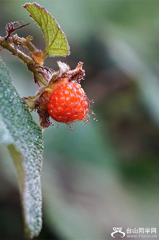 psb (1).jpg