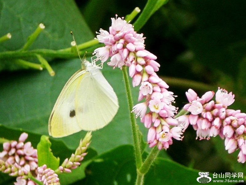 DSC1575_conew1.jpg