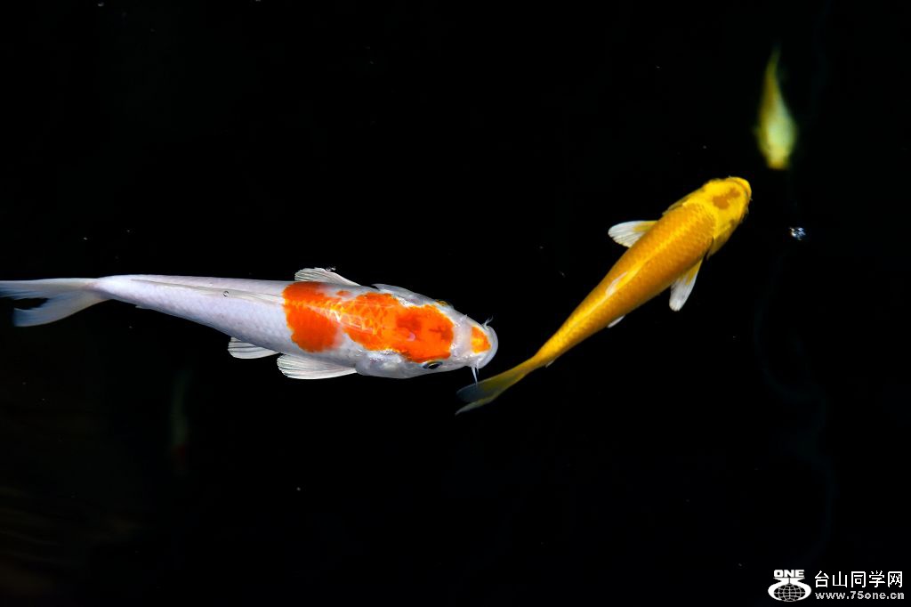 DSC_1943.jpg