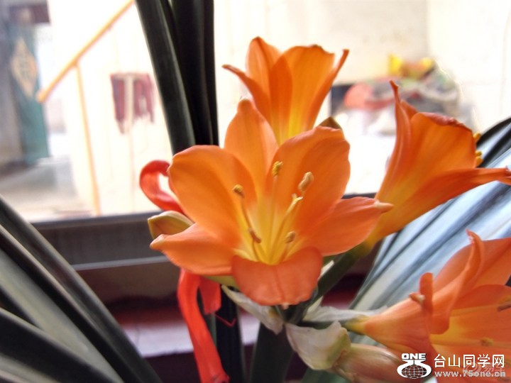 f3b75984196a415a822962f3b6c79154_720_0_max_jpg (1).jpg