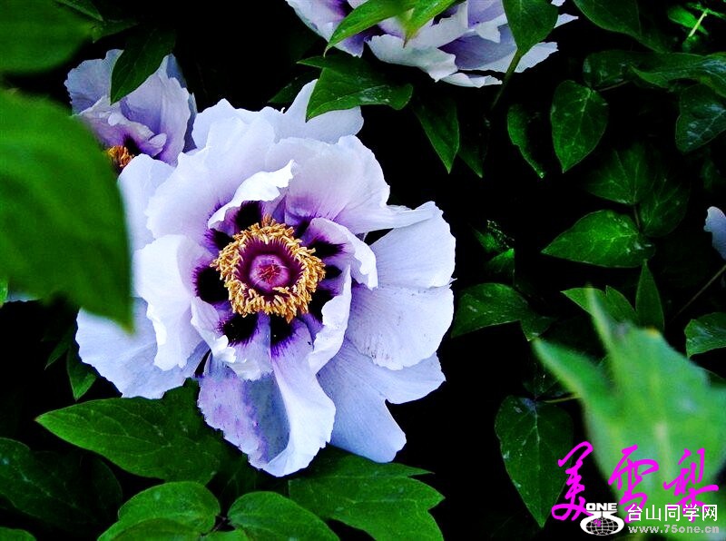 DSC_1132_conew2.jpg