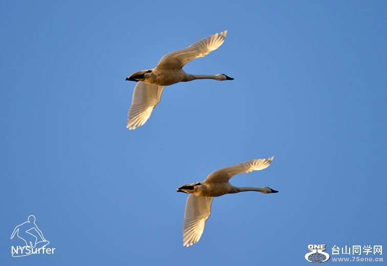 DSC_61004.jpg
