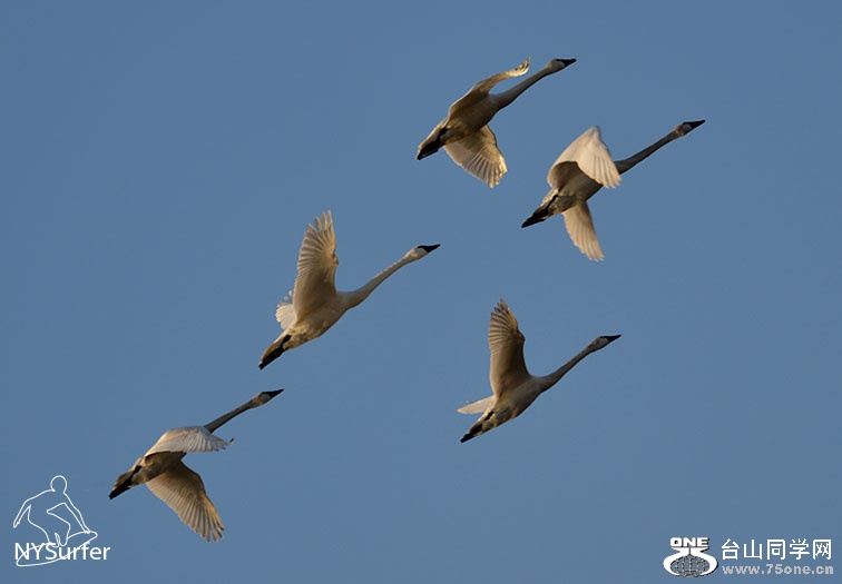 DSC_61136.jpg