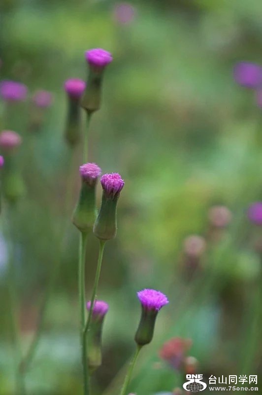 psb (2).jpg