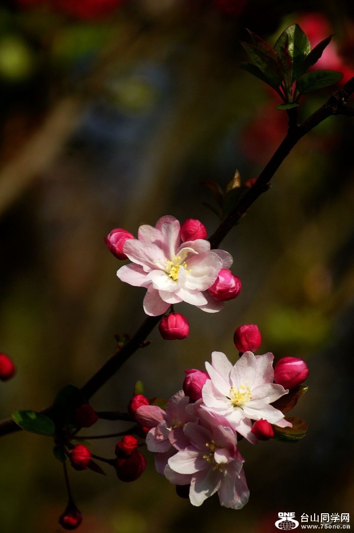 7424ac96d8c14c7c8a5ab572812b9eda_720_0_max_jpg (1).jpg