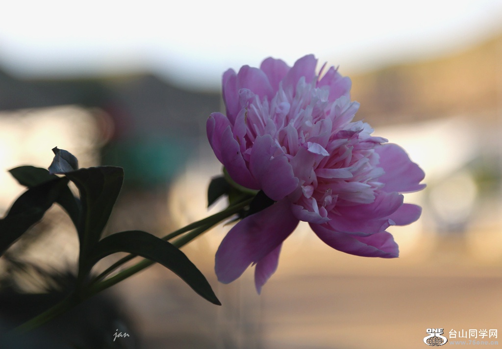 IMG_7864.JPG