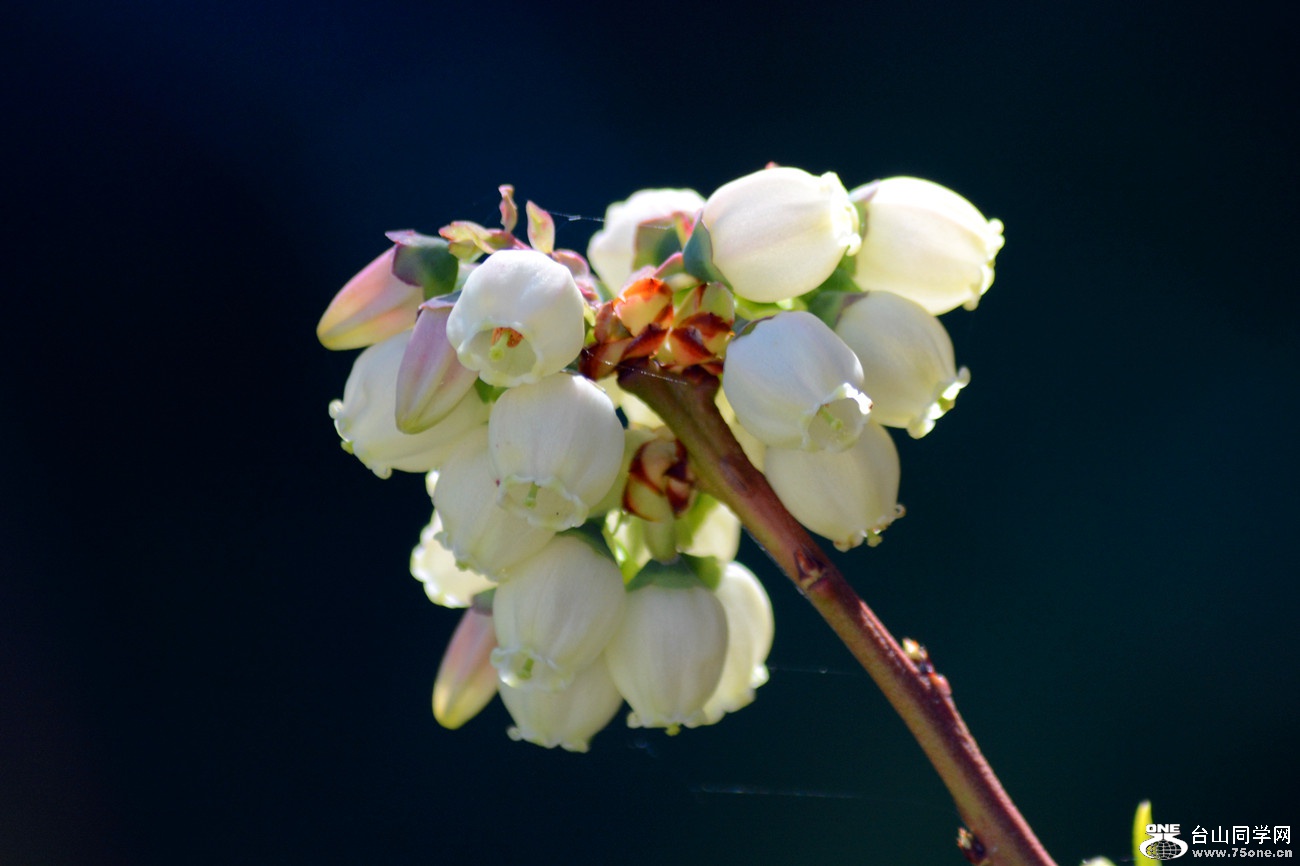 DSC_4635_1.jpg
