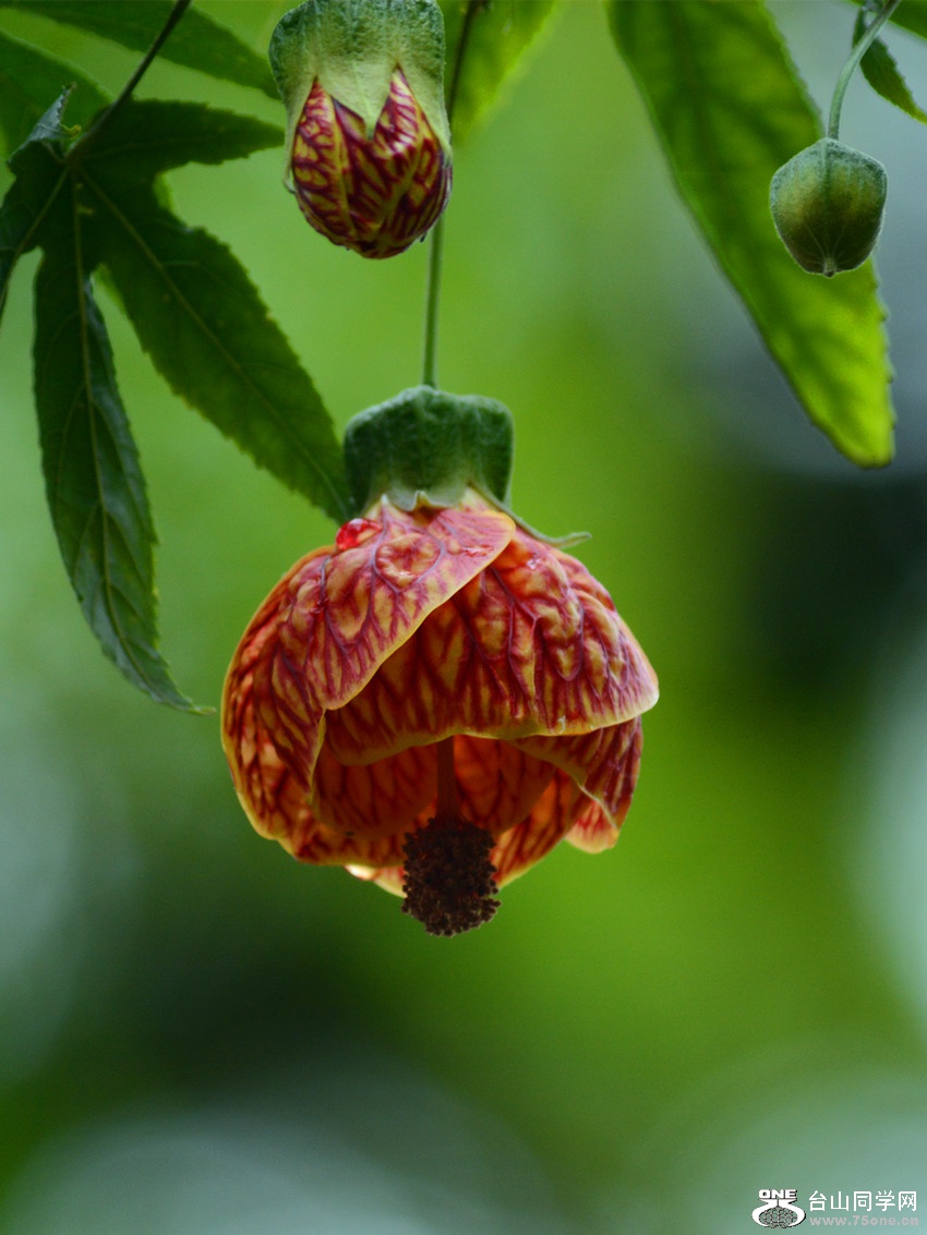 DSC_5152_14.jpg