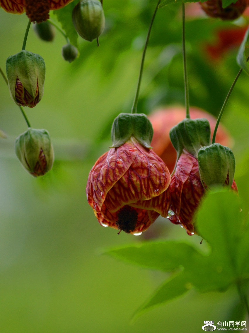 DSC_5118_26.jpg
