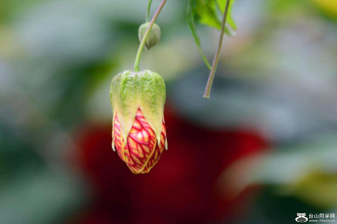 DSC_5170_7.jpg