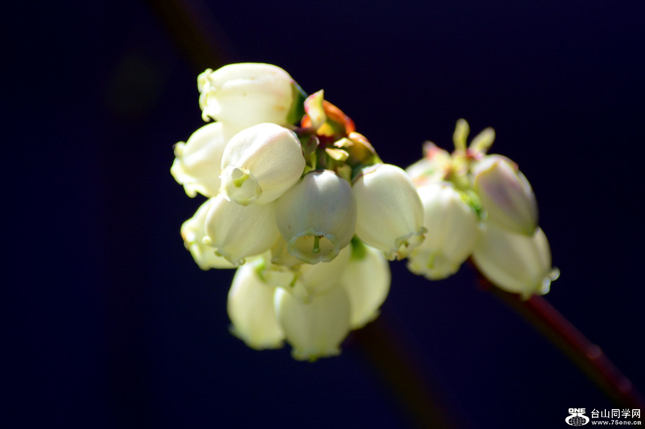DSC_4657_43.jpg
