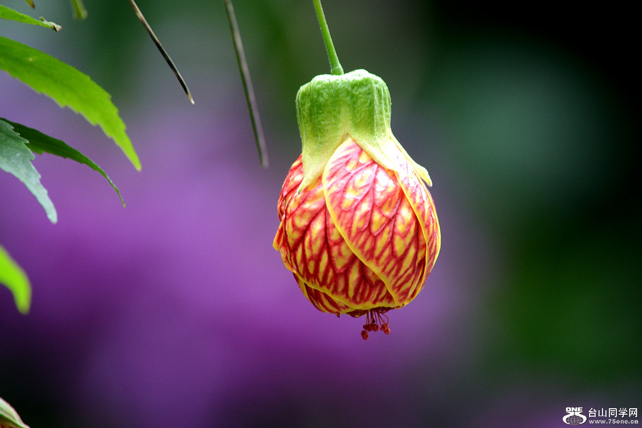 DSC_5103_30.jpg