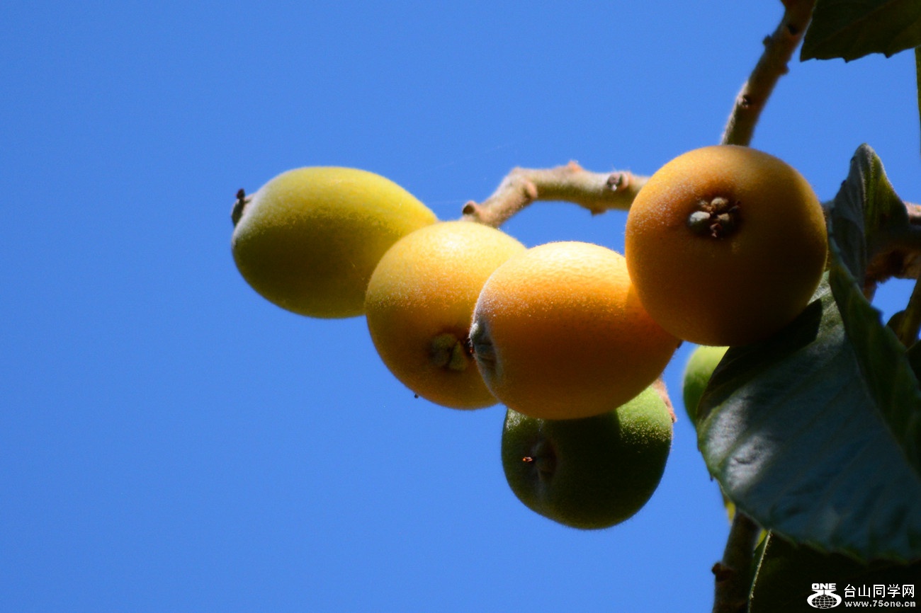 DSC_4979_44.jpg