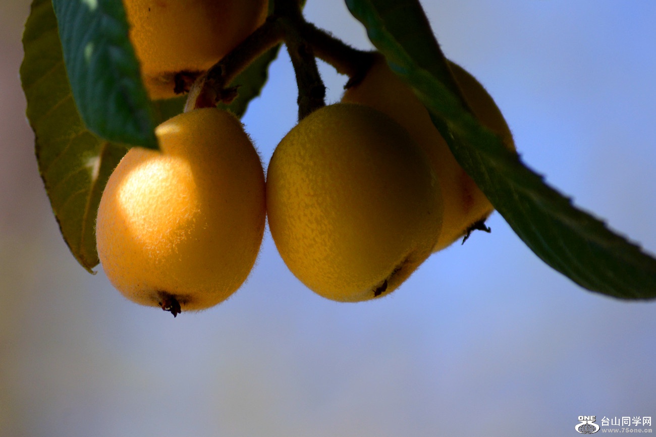 DSC_4865_12.jpg