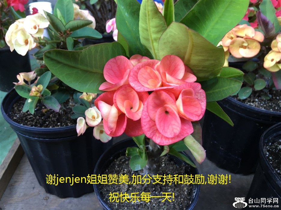 лjenjen,ӷֺ֧͹,лл!ףÿһ!.jpg