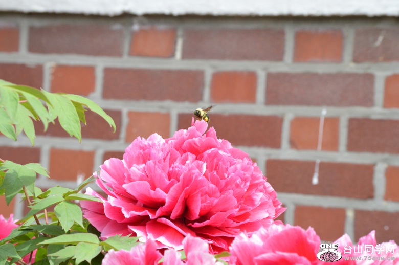 DSC_0082.jpg