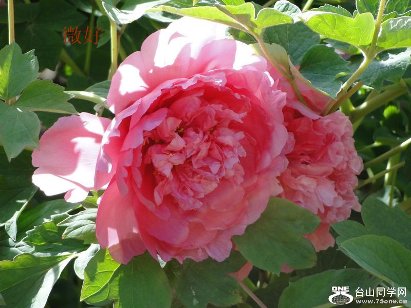 DSC02997_.jpg