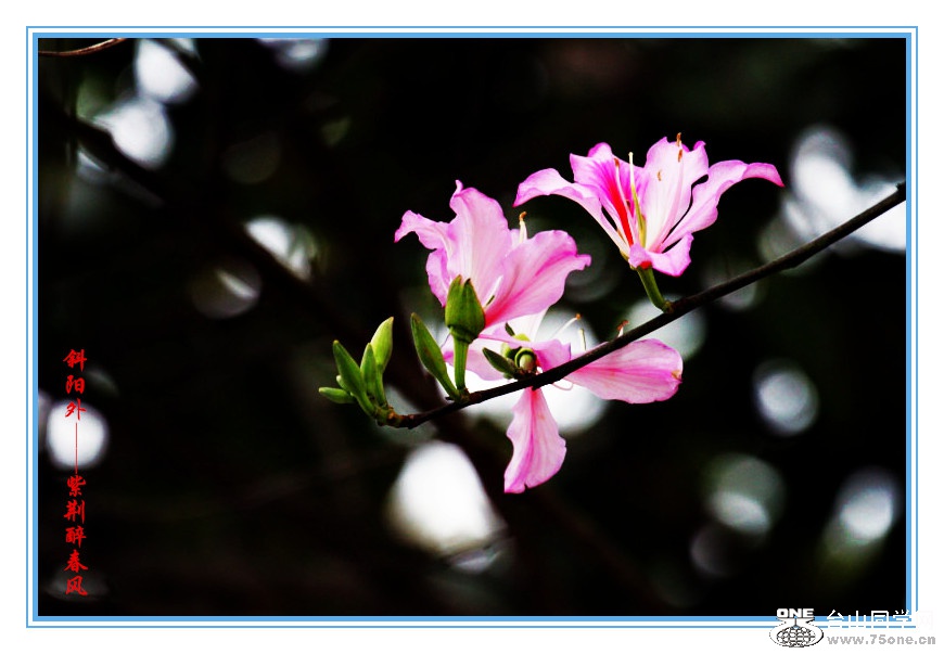 DPP_201.3.120115_.jpg