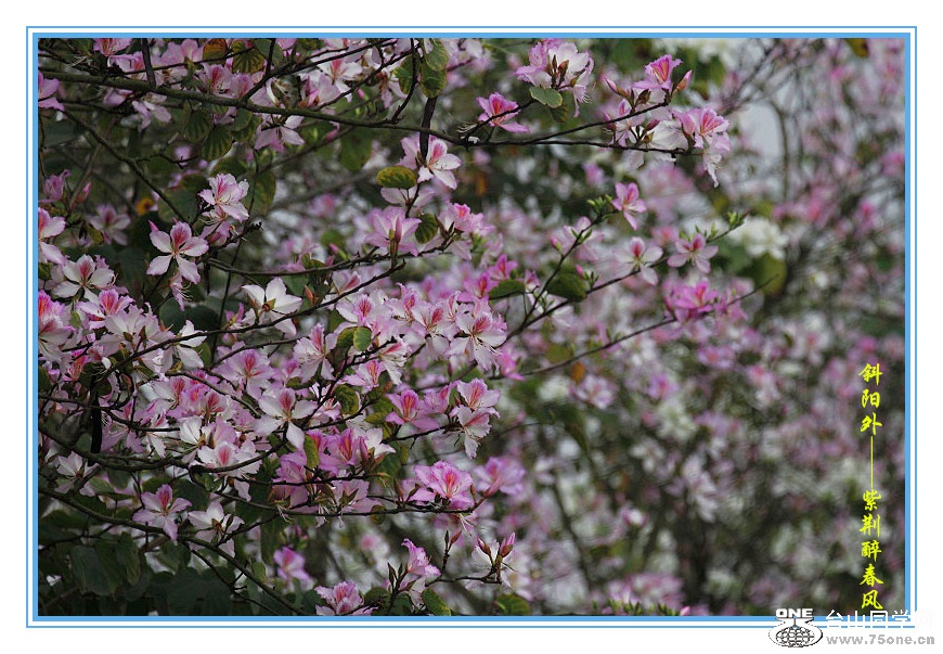 DPP_201.3.8-120515_.jpg