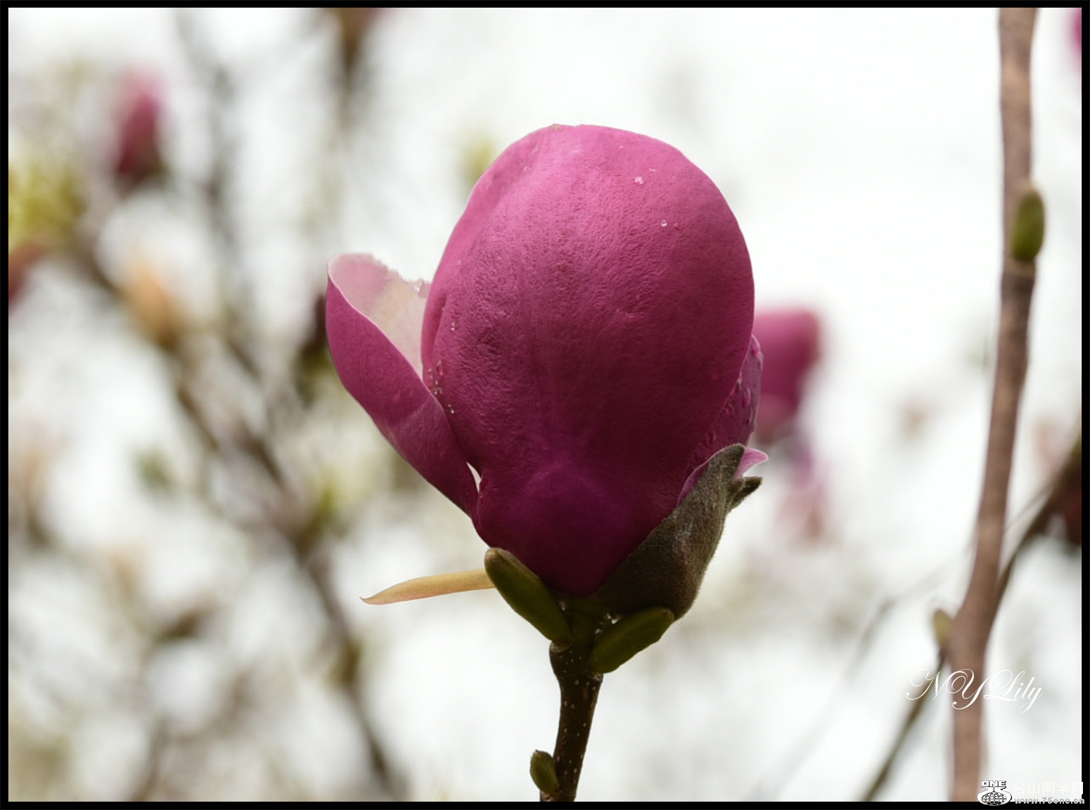 DSC_6431.jpg