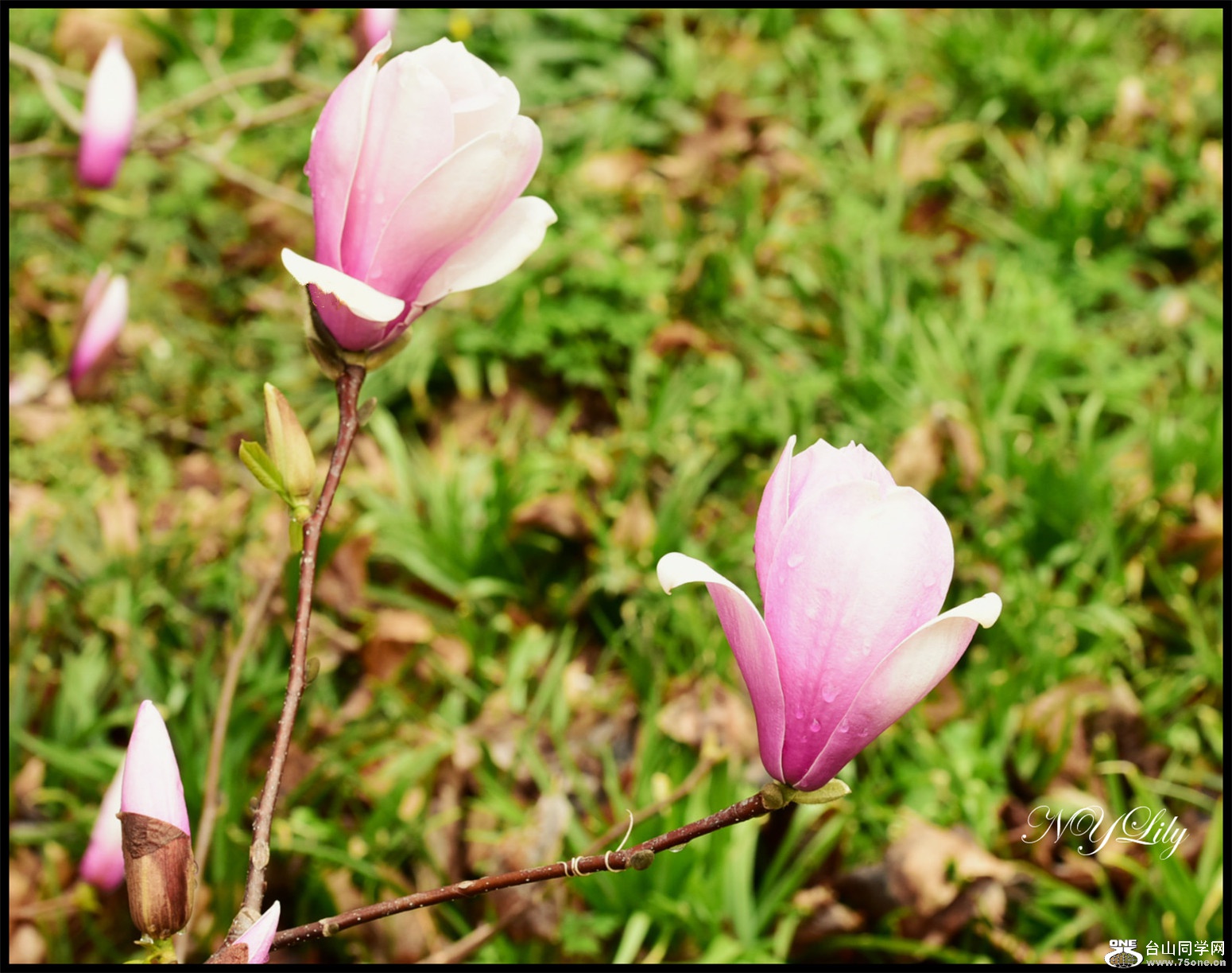 DSC_7408.jpg