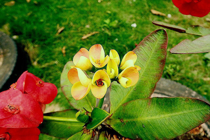 DSCF4032.JPG
