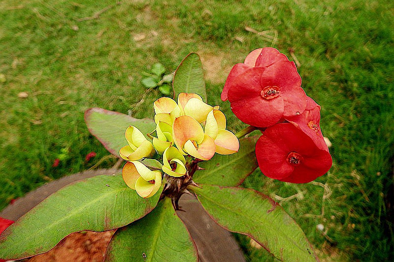 DSCF4038.JPG