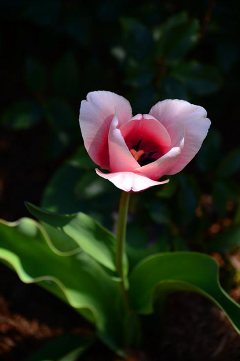 DSC_0776_.jpg
