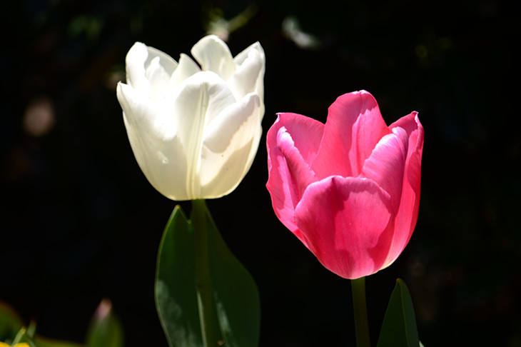 DSC_0804_.jpg