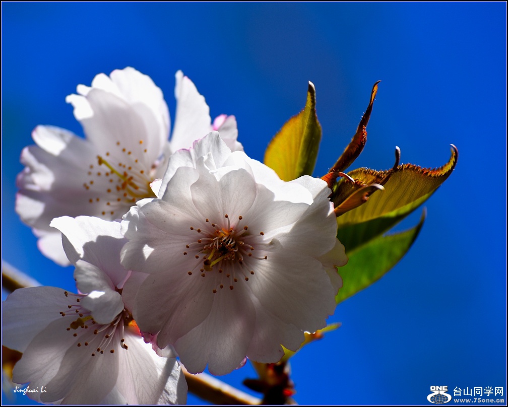 DSC_7513.jpg