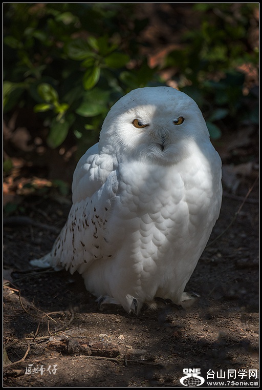 DSC_4785.jpg