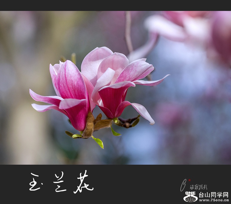 紺a-12.jpg