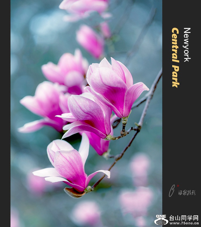 紺a-5.jpg