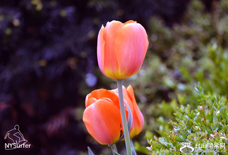 DSC_51487.jpg