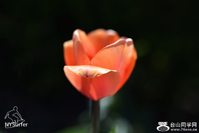 DSC_41881.jpg